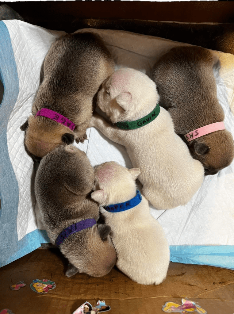 avocado's pupppies1